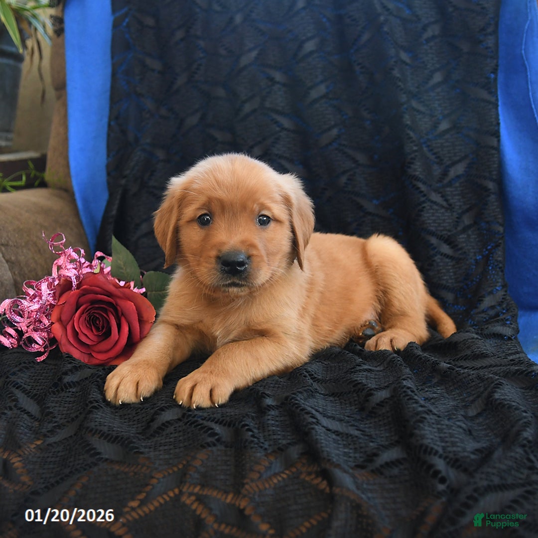 Golden Retriever dogs for sale: Justin - Ad 2