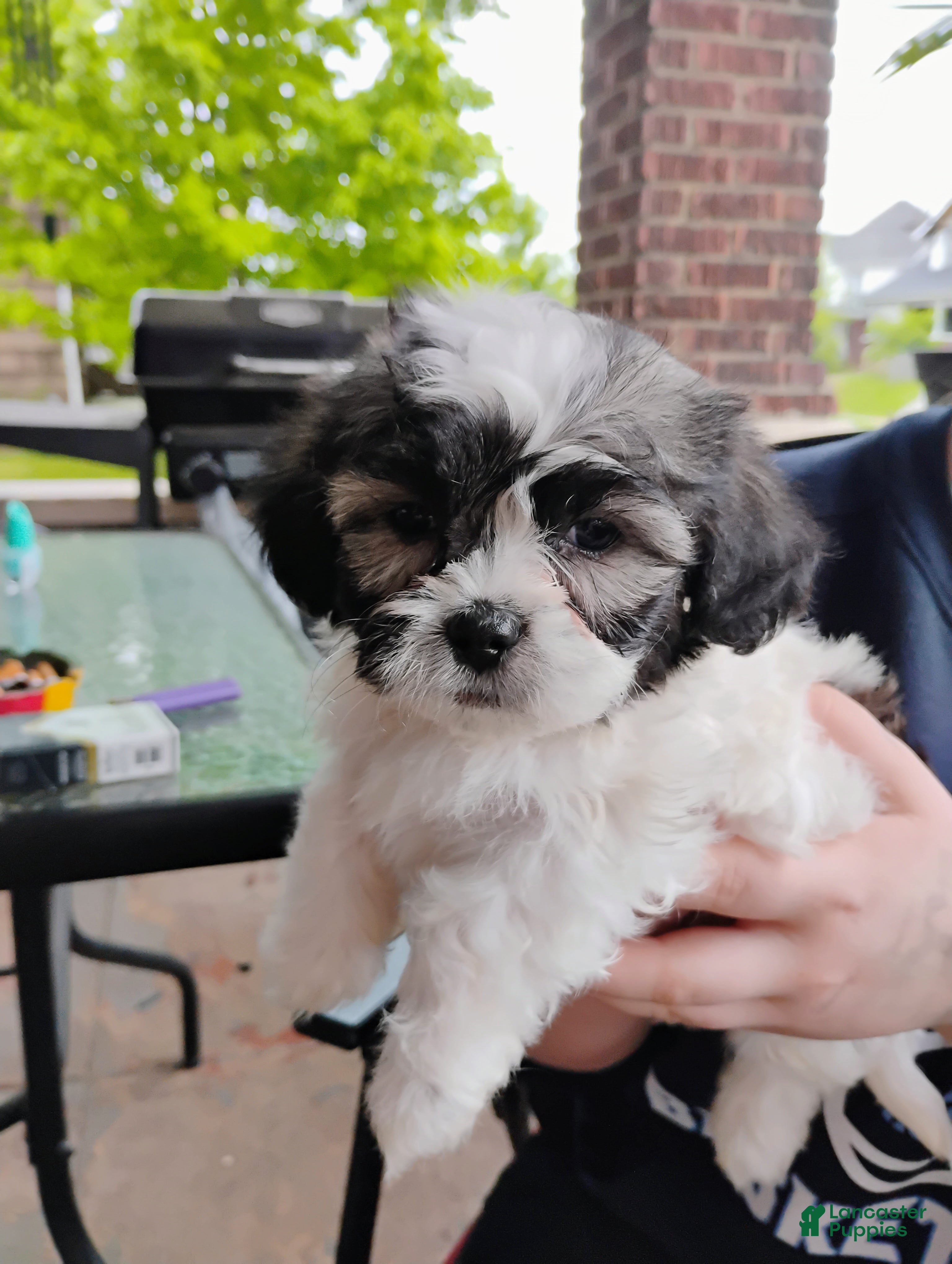 Teddy Bear dogs Teddy Bear Puppy 1 - Ad 41
