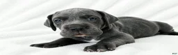 Great Dane dogs for sale: Carver  - Ad 2