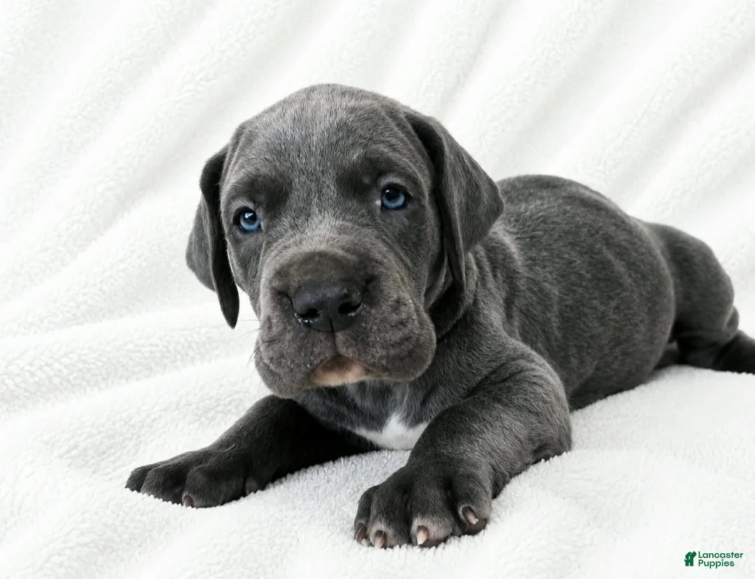 Great Dane dogs for sale: Carver  - Ad 2