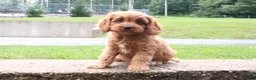 Cavapoo dogs for sale: Ruby - Ad 5