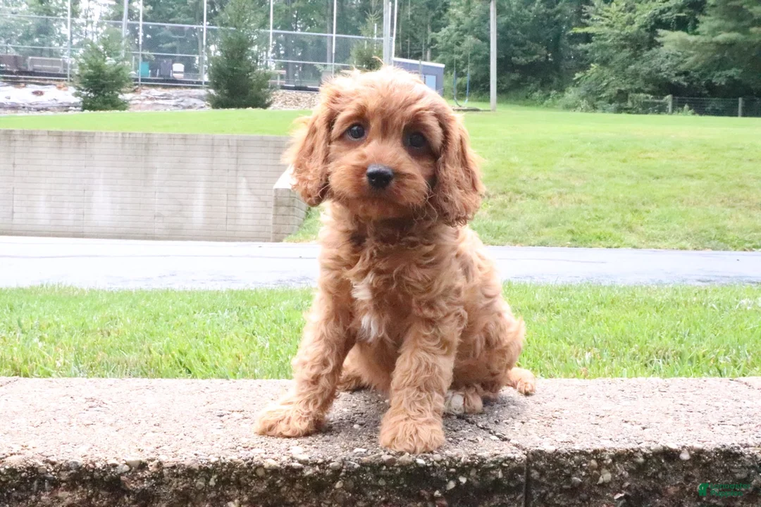 Cavapoo dogs for sale: Ruby - Ad 5