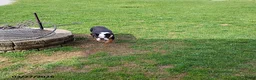 English Bulldog dogs for sale: Reuben - Ad 8