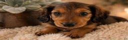 Miniature Dachshund dogs for sale: Stella - Ad 5