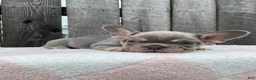 French Bulldog dogs for sale: Jasper - Ad 4