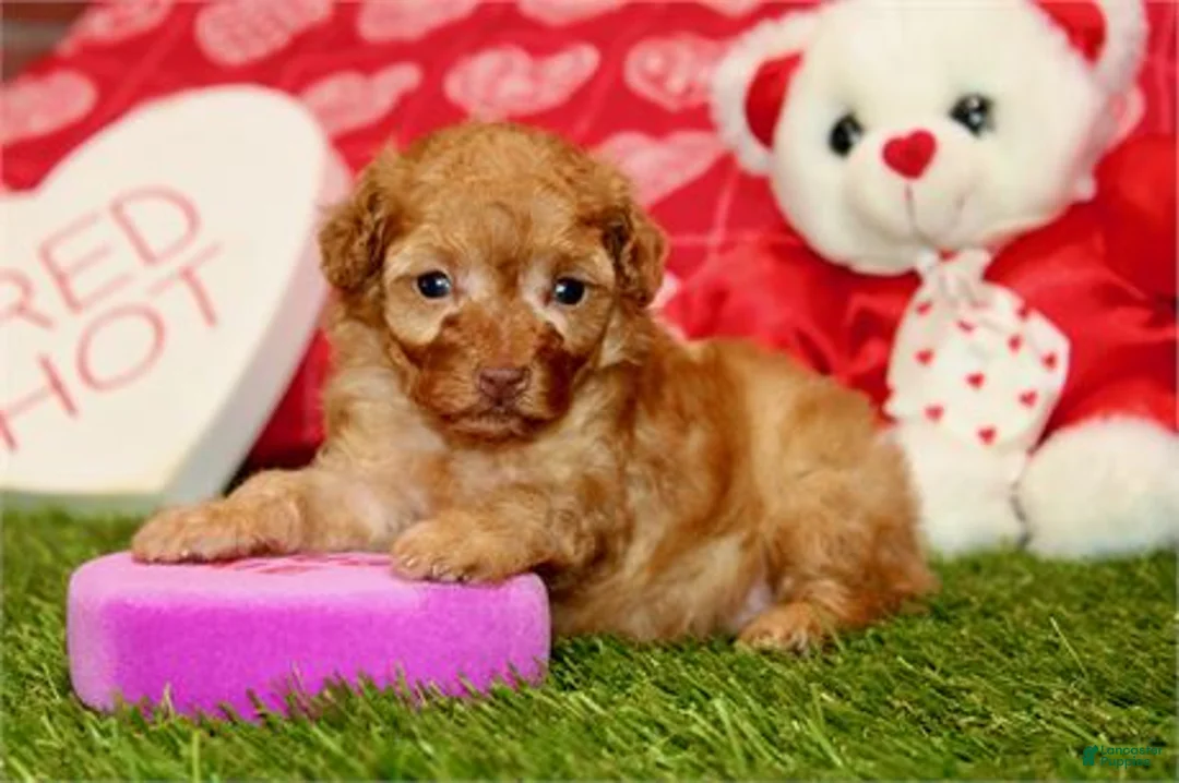 Toy Poodle dogs for sale: Toy Poodle Puppy 1 - Ad 3
