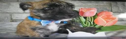 Mixed Breed dogs for sale: Mixed Breed 2 - Ad 4