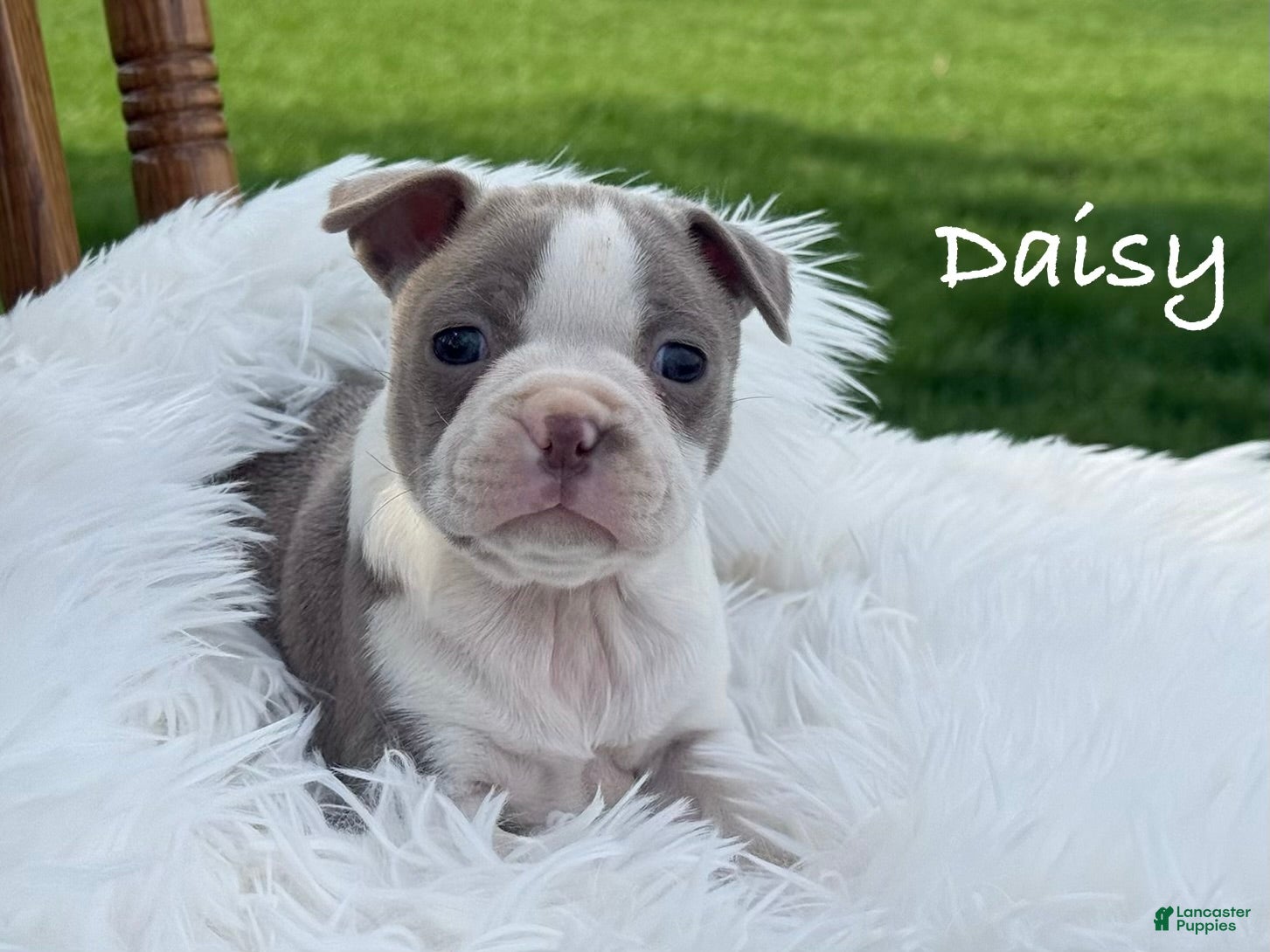 Boston Terrier dogs Daisy special needs - Ad 1