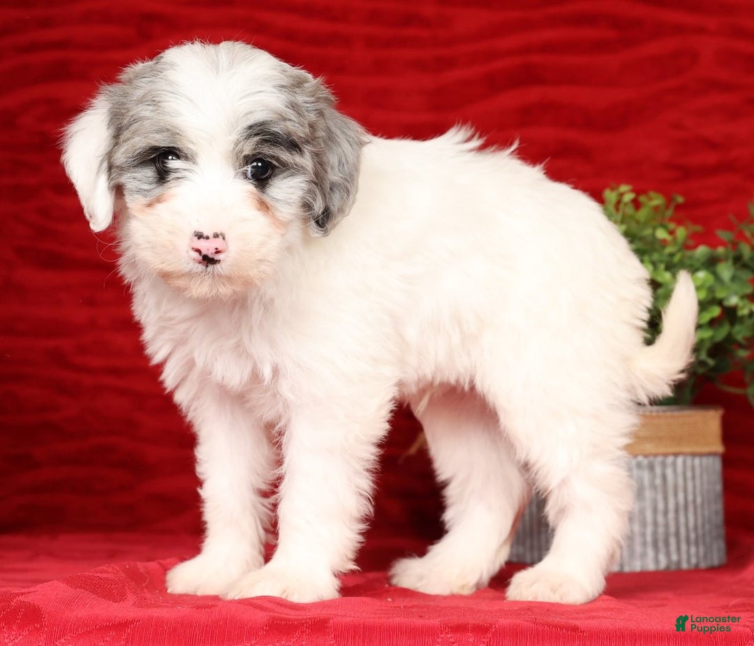 Mini Sheepadoodle dogs for sale: Diesel - Ad 4