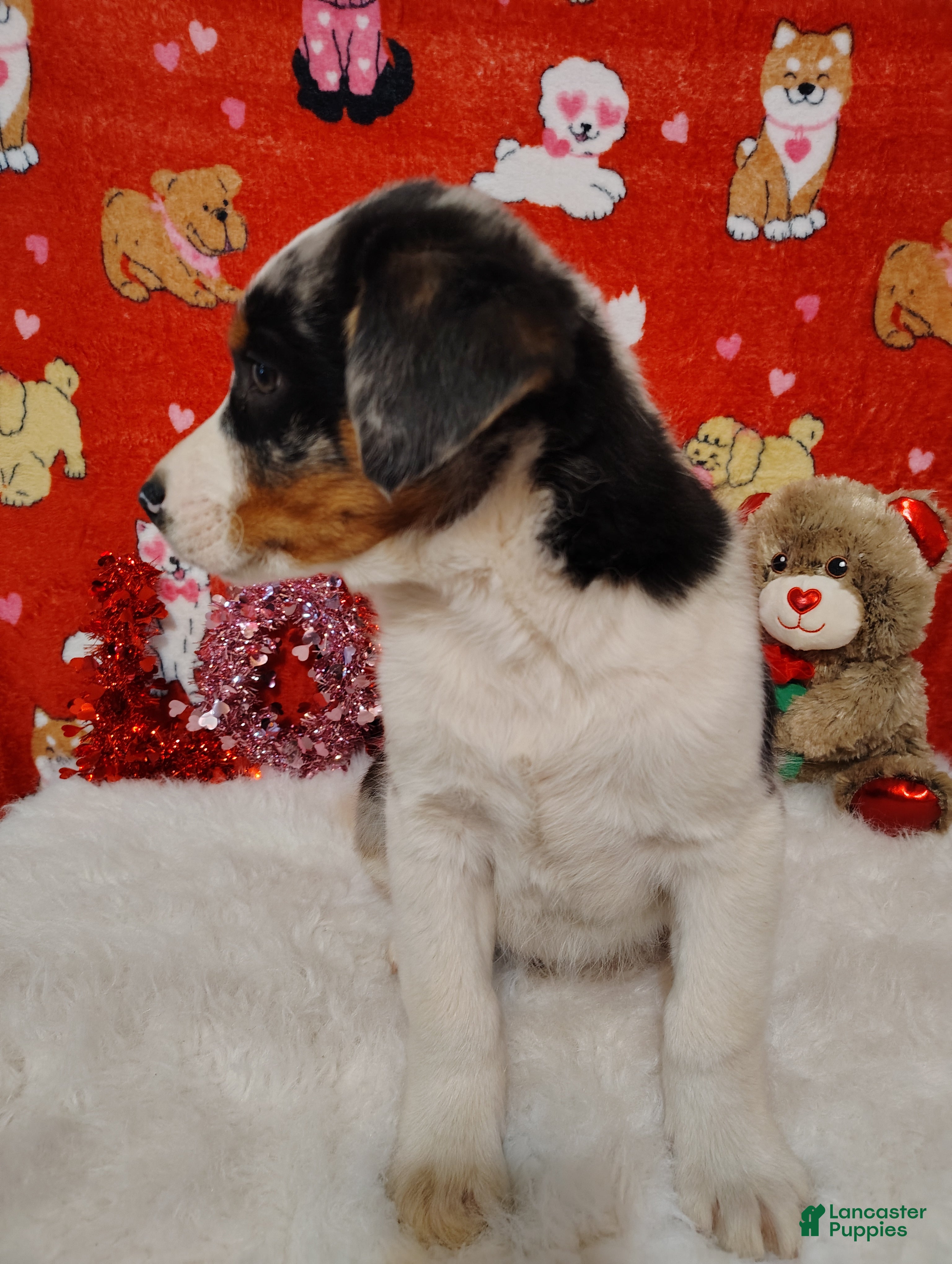 Mixed Breed dogs Hank - Ad 2