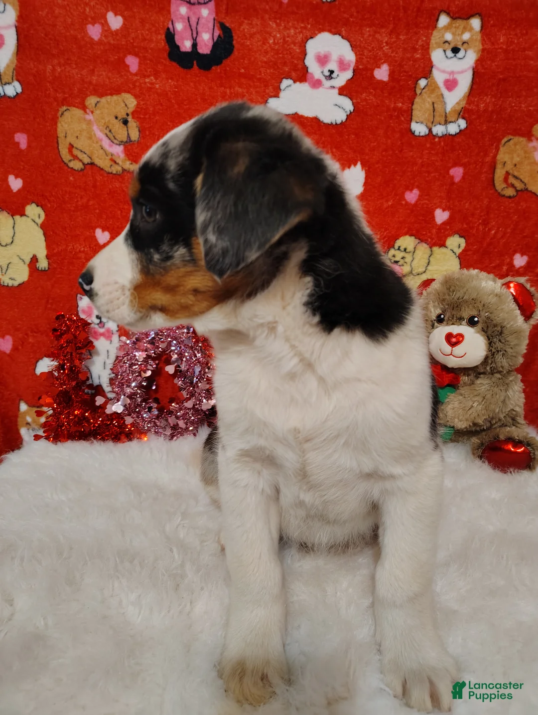 Mixed Breed dogs for sale: Hank - Ad 2