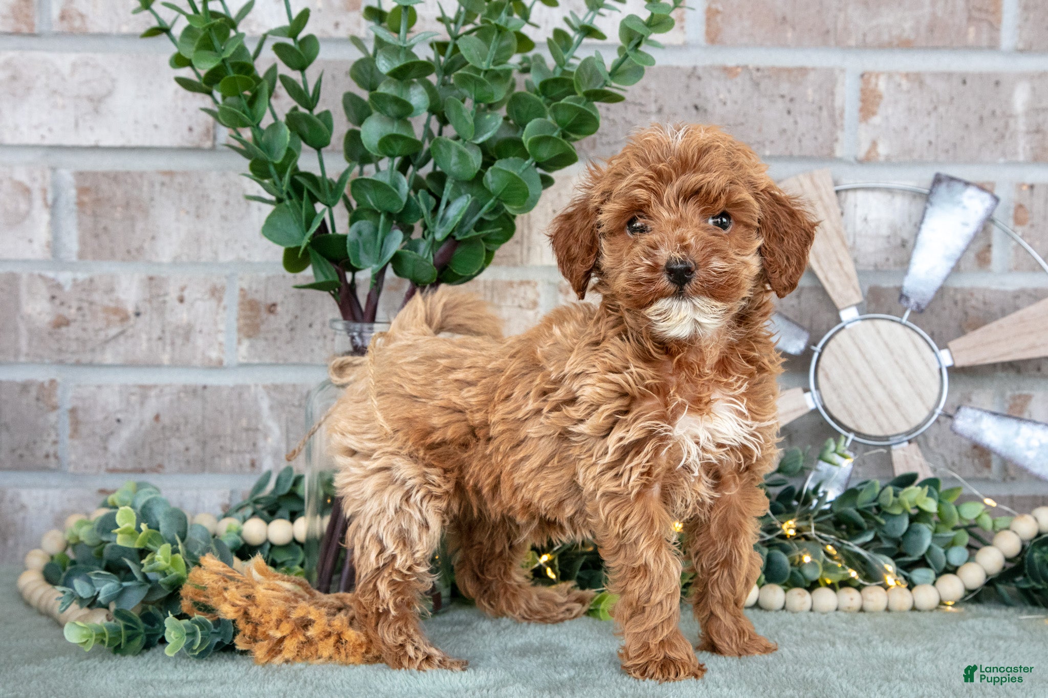 Mini Goldendoodle dogs Peony - Ad 1