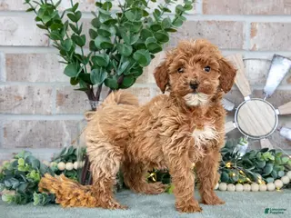 Mini Goldendoodle dogs for sale: Peony - Ad 1