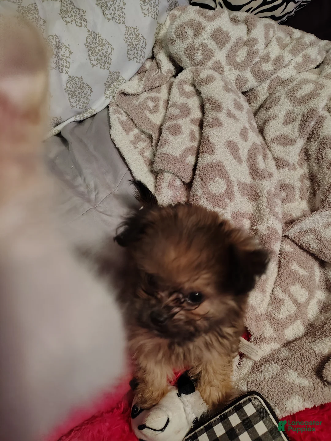 Chiweenie dogs for sale: Chiweenie 1 - Ad 2