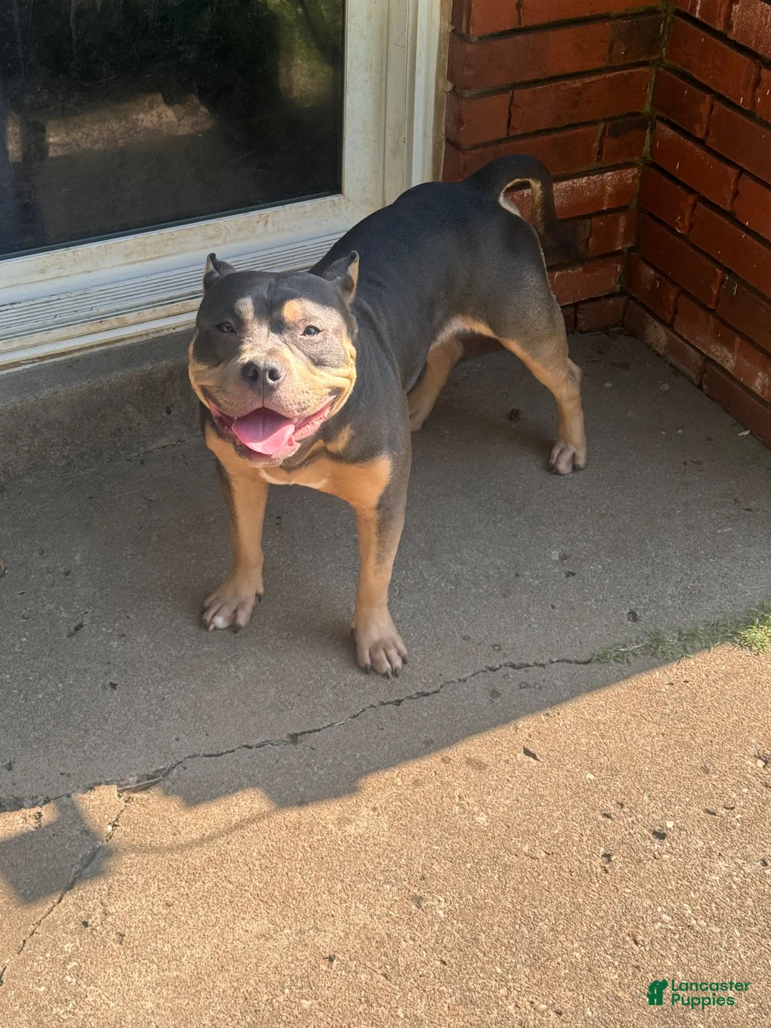 American Bully dogs for stud: Mercury of C4 Bullies - Ad 2