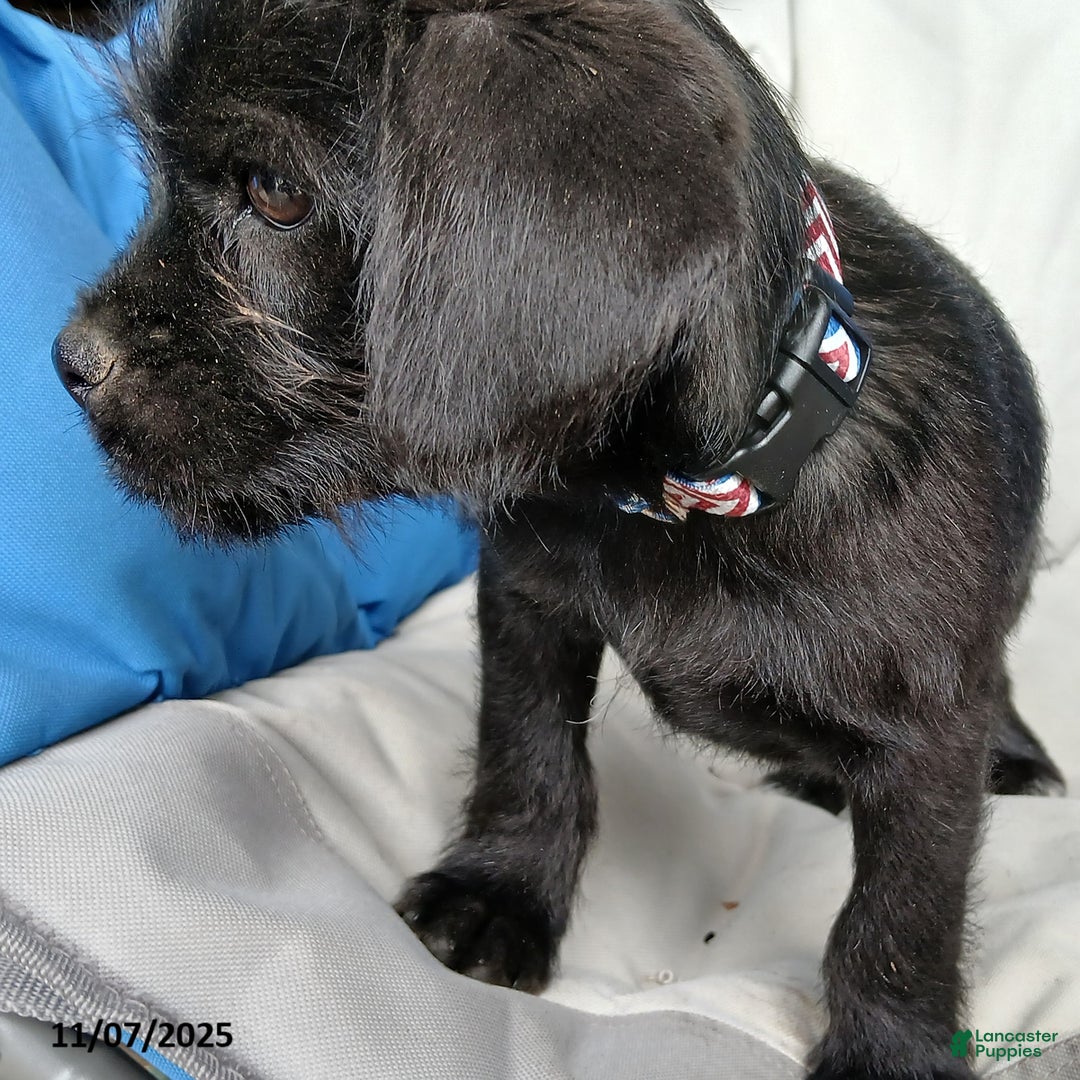 Puggle dogs for sale: Rocky - Ad 4