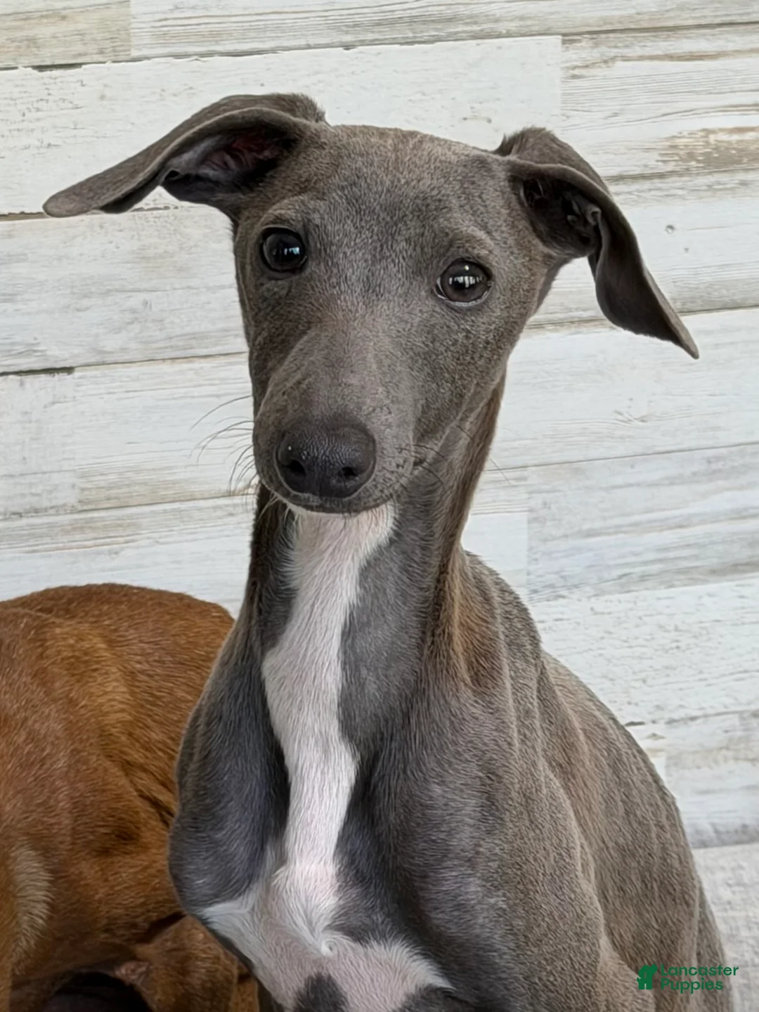Italian Greyhound dogs for sale: Taz - Ad 1