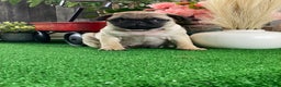 Pug dogs for sale: Piper - Ad 3