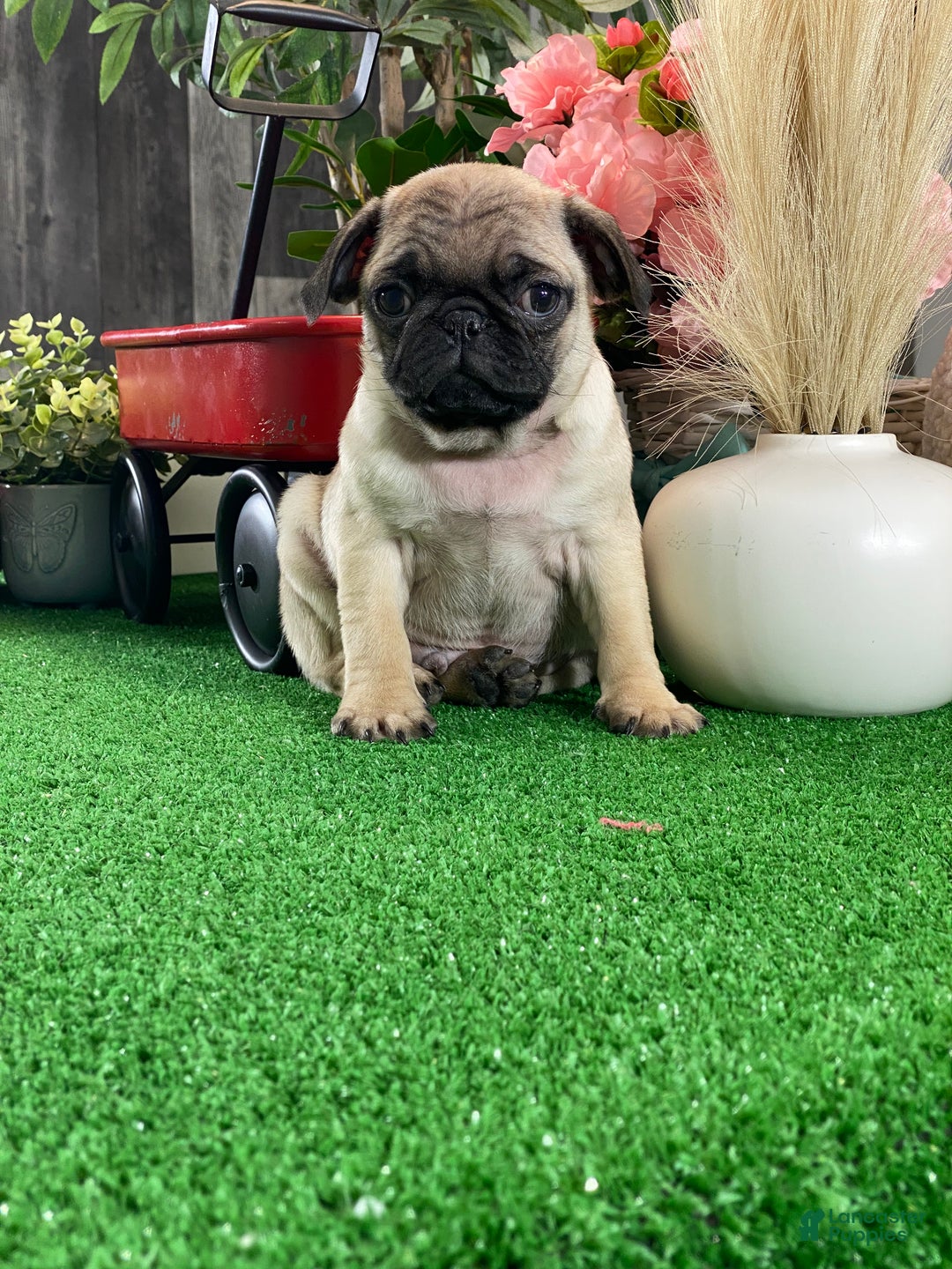 Pug dogs for sale: Piper - Ad 3