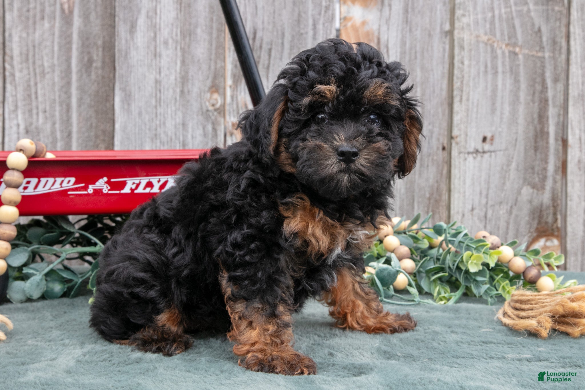 Toy Poodle dogs Princess - Ad 1