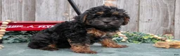 Toy Poodle dogs for sale: Princess - Ad 1