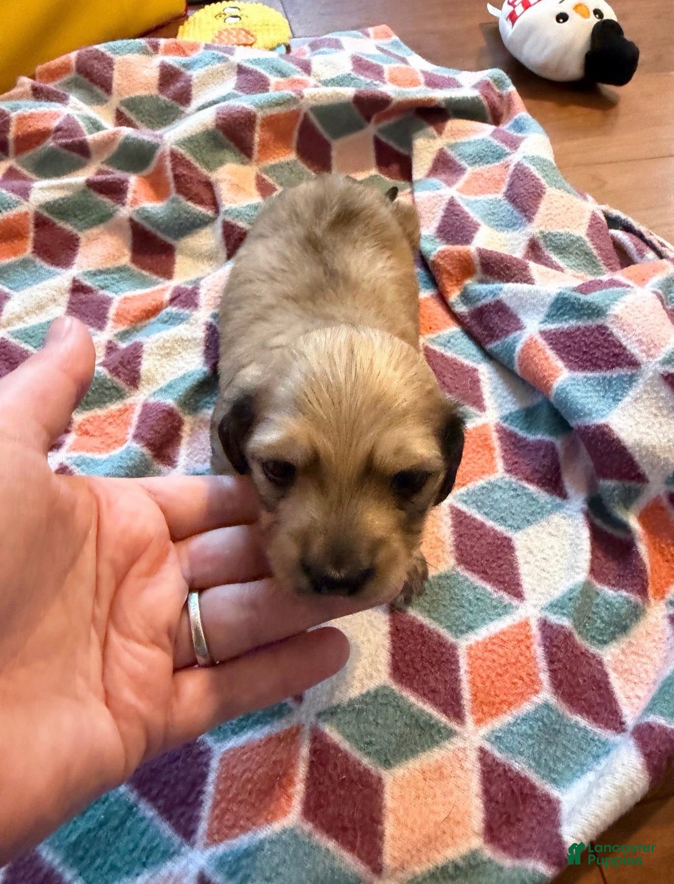 Dachshund dogs Female lady  - Ad 39
