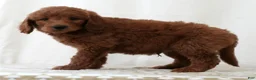 Mini Goldendoodle dogs for sale: Riley - Ad 4