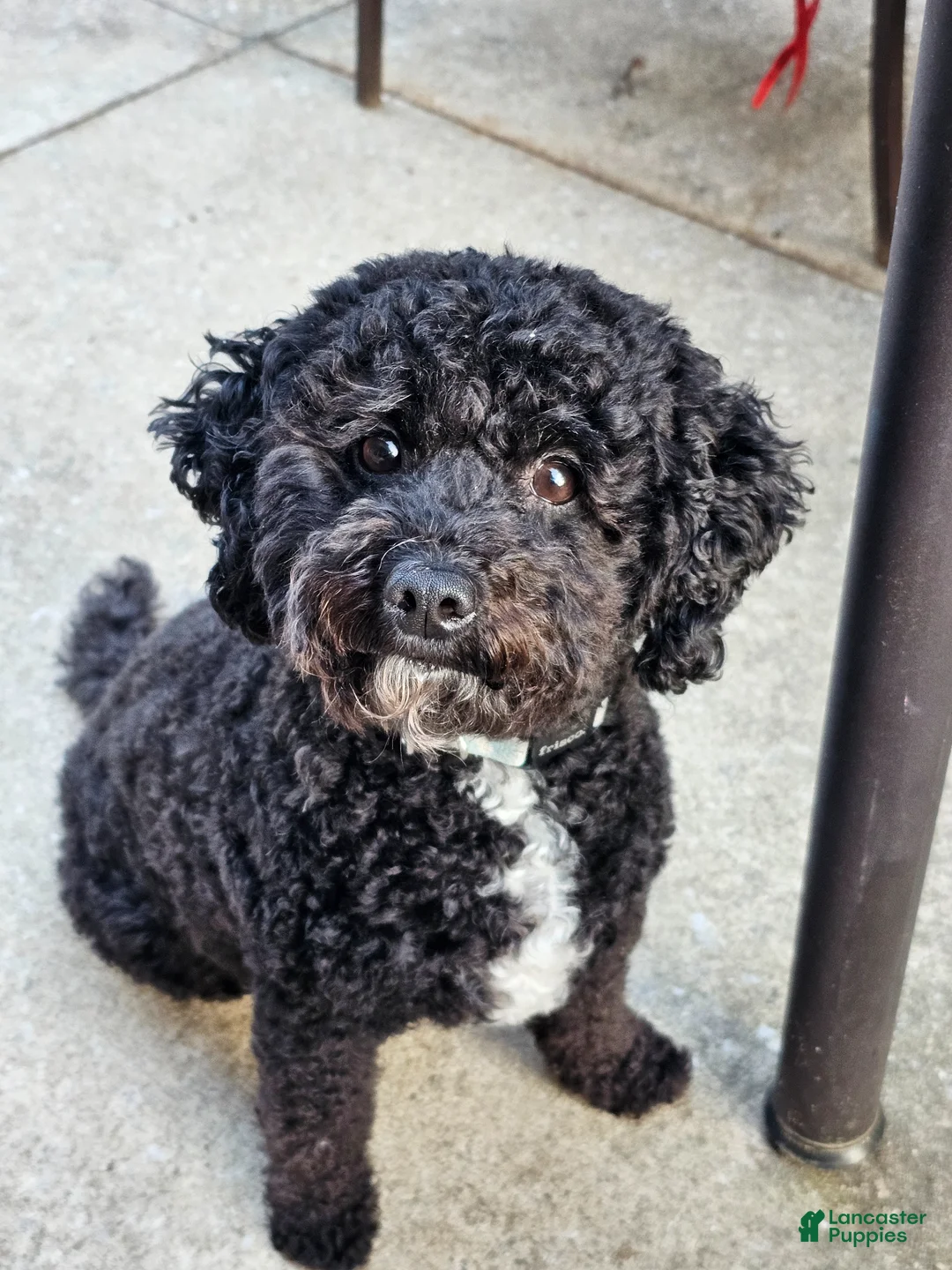 Mini Goldendoodle dogs for sale: Hopper - Ad 5