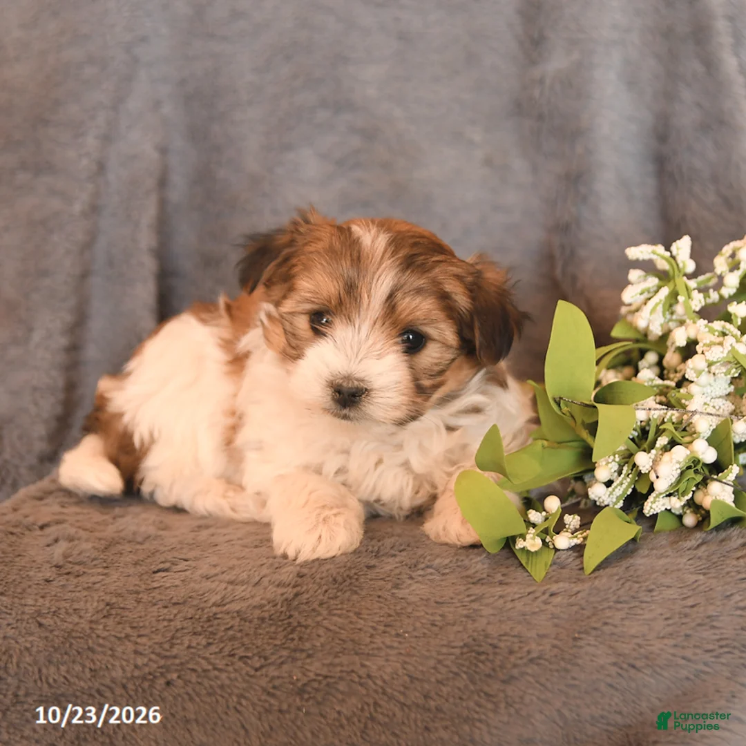 Morkie dogs for sale: Stella - Ad 3