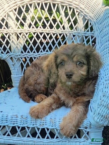 Cavapoo dogs Kananie - Ad 1