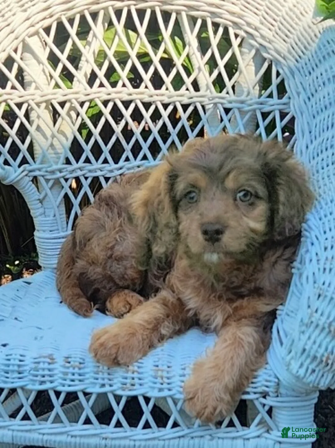 Cavapoo dogs for sale: Kananie - Ad 1