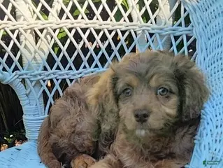 Cavapoo dogs for sale: Kananie - Ad 1