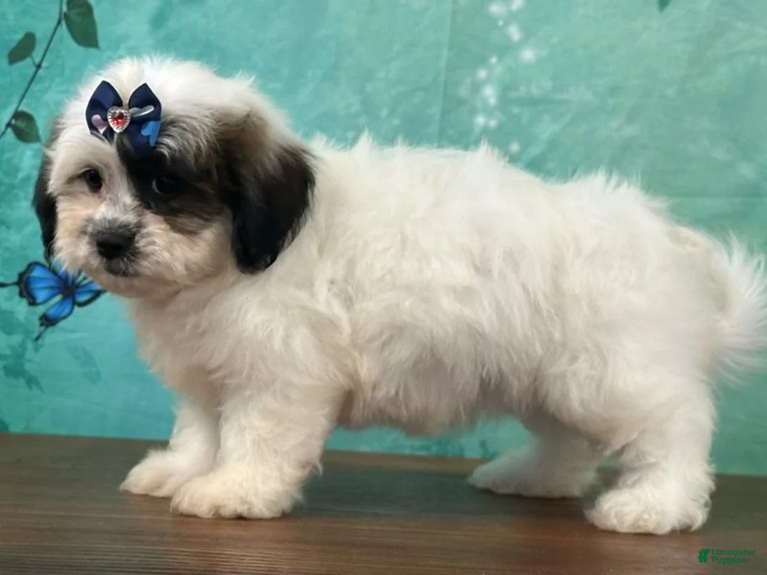 Mixed Breed dogs for sale: Ivory - Ad 2