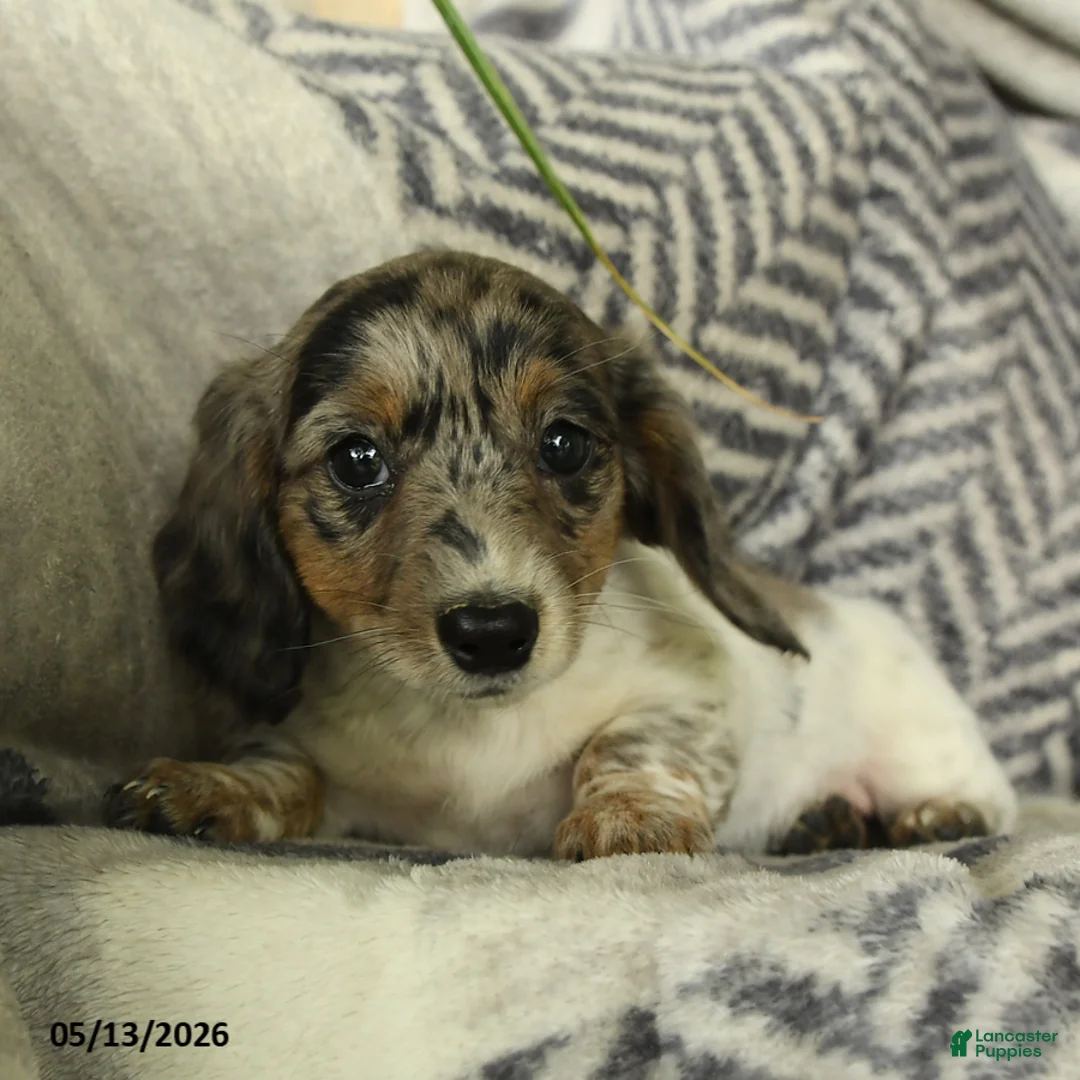 Miniature Dachshund dogs for sale: Willow - Ad 3