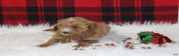 Cavapoo dogs for sale: Dasher - Ad 2