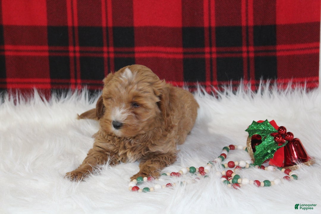 Cavapoo dogs for sale: Dasher - Ad 2