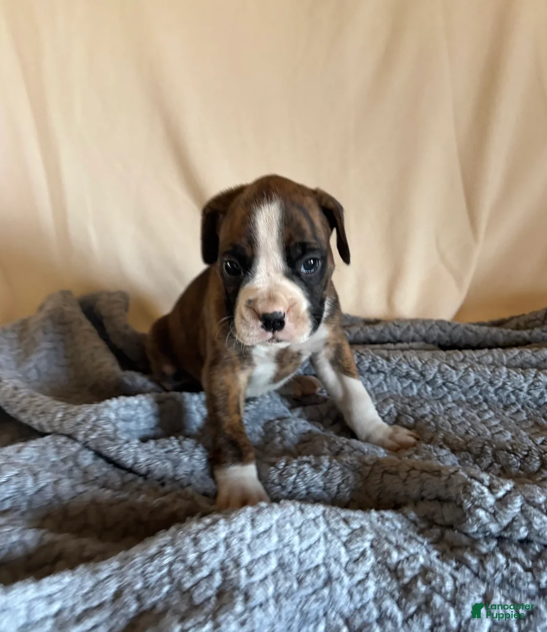 Boxer dogs for sale: Boxer Puppy 2 - Ad 1