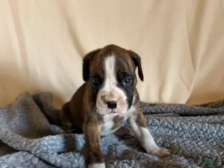 Boxer dogs Boxer Puppy 2 - Ad 9