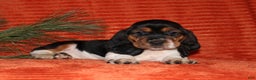 Basset Hound dogs for sale: Sleepy - Ad 1