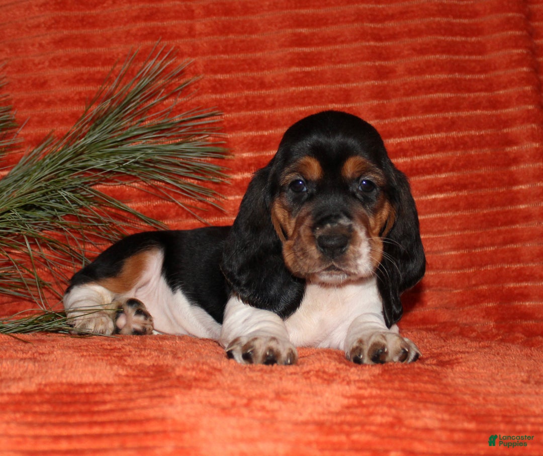 Basset Hound dogs for sale: Sleepy - Ad 1