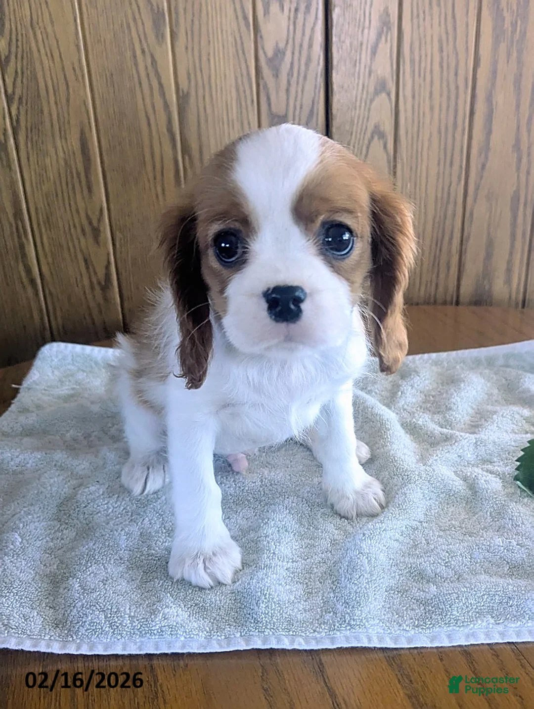 Cavalier King Charles Spaniel dogs for sale: Montey - Ad 1