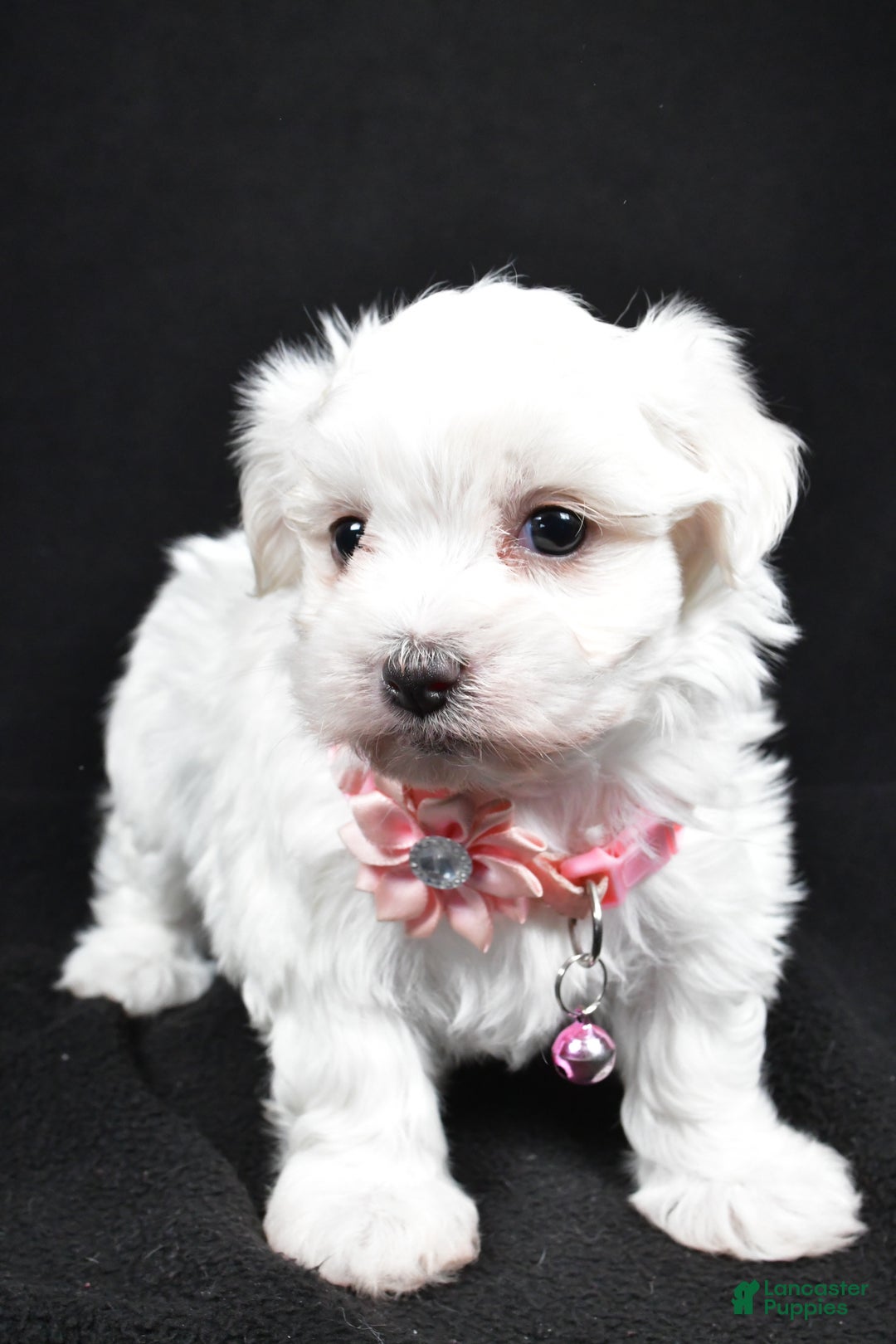 Maltese dogs for sale: Karma - Ad 6