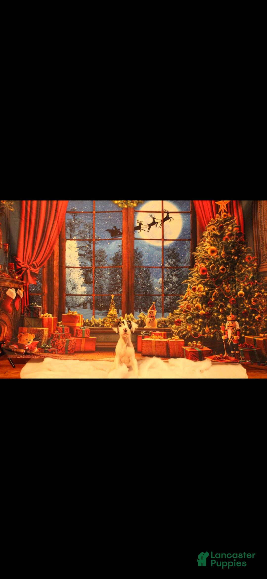 Great Dane dogs for sale: Great Dane Puppy 1 - Ad 1