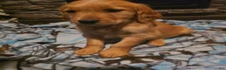 Golden Retriever dogs for sale: Pepper - Ad 1