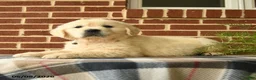 Golden Retriever dogs for sale: Penny - Ad 2
