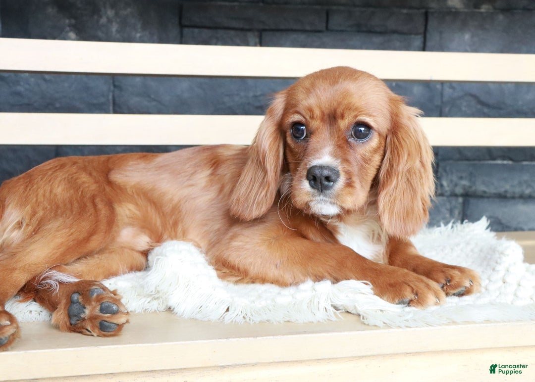 Spaniel Breed King Charles Spaniel Puppies For Sale Near Me Puppy