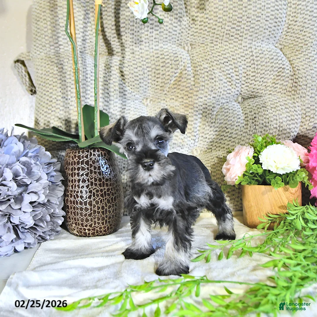 Miniature Schnauzer dogs for sale: Karson - Ad 3