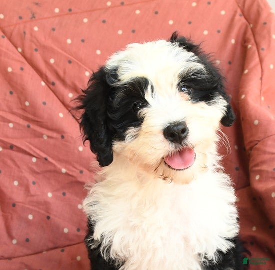 Mini Bernedoodle dogs Pinklady - Ad 2