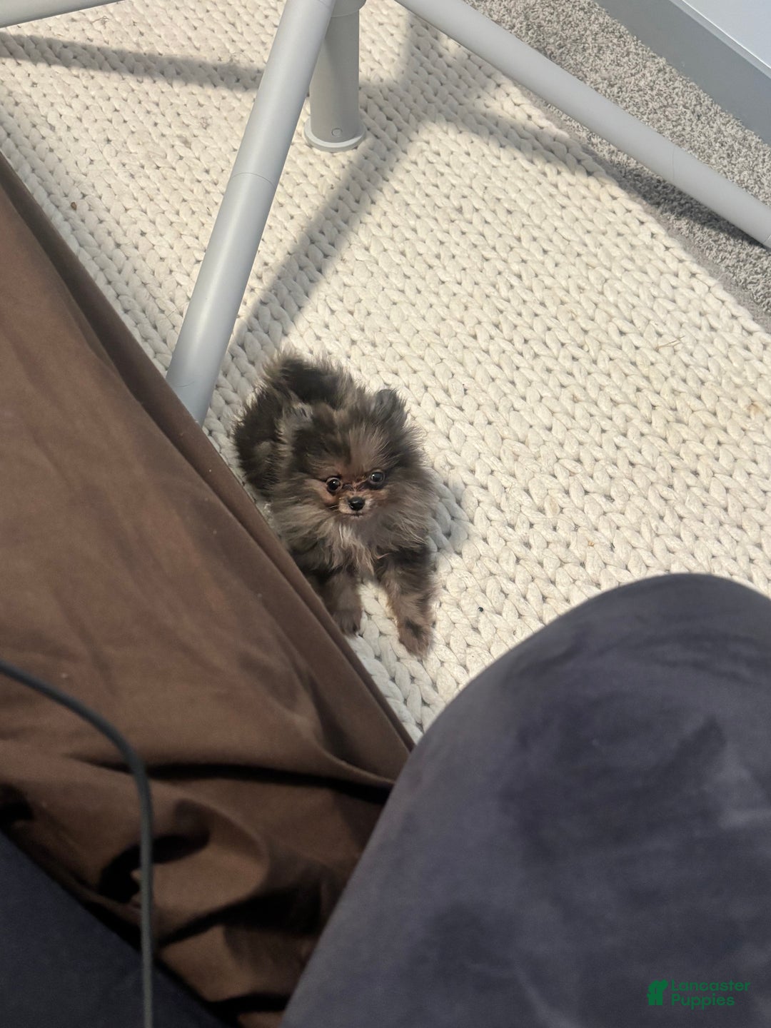 Pomeranian dogs for sale: Oreo - Ad 3