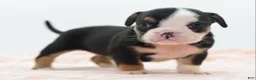 Mixed Breed dogs for sale: Princess  - Ad 29